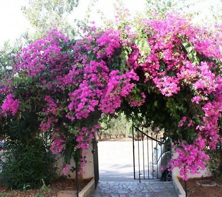 Alex Home Apartments Hersonissos (Crete) Exterior foto