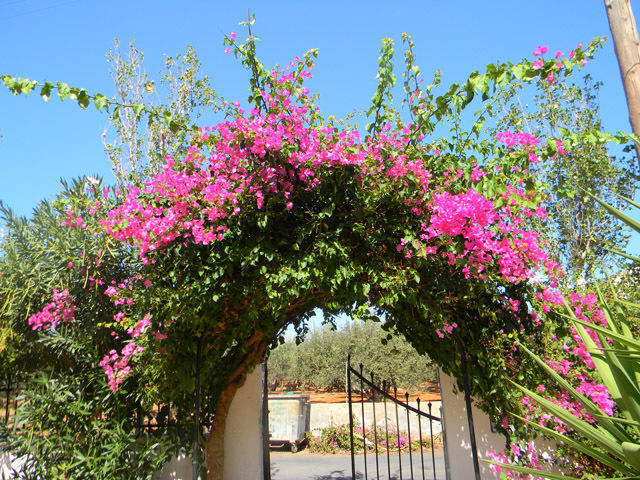 Alex Home Apartments Hersonissos (Crete) Exterior foto